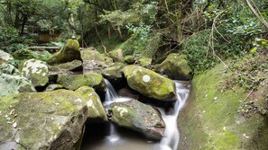 Surrounded by lush greenery, a serene stream flows gently over moss-covered rocks.