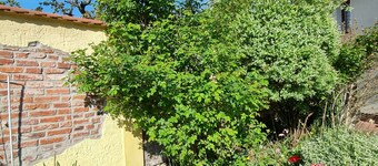 Gasthaus Harmonie