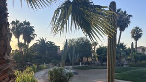 A desert garden with cacti, palm trees, and a gravel path.