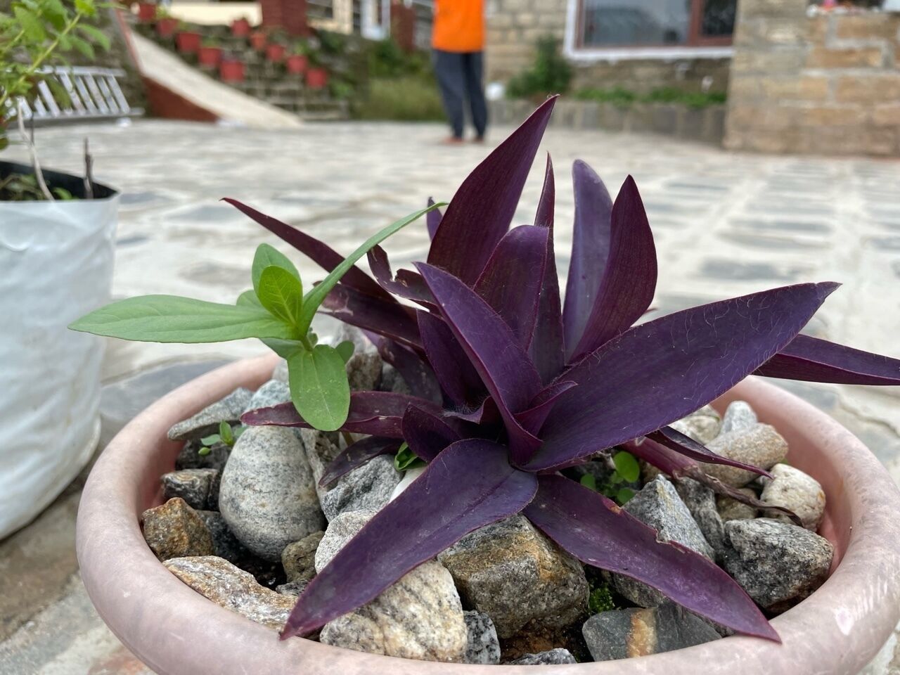 A potted plant with purple leaves in a pink pot on a stone surface.