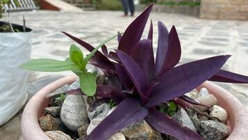A potted plant with purple leaves in a pink pot on a stone surface.