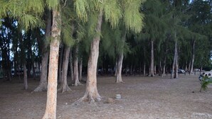 A grove of trees with a dirt ground, no visible buildings or amenities. - Seafront Apartment Villa (Flic en Flac)