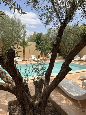 A pool area with lounge chairs, a palm tree, and olive trees. - Oloft (Marrakech)
