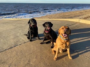 Three dogs sitting on a concrete surface by the ocean. - Sea-side holiday home with balcony views to the sea (Hunstanton)