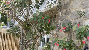 A stone wall with a bamboo fence and a tree with pink flowers. - Hibiscus cottage Marigot bay (Marigot bay)