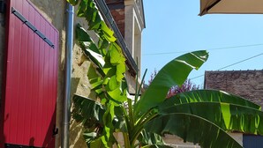 Una terraza de madera con un portón rojo, una planta de plátano y un perro durmiendo en el suelo.