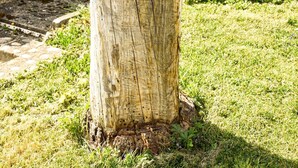 Ein Holzbalken mit einem herzförmigen Ausschnitt.