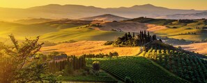 A vineyard with rolling hills and a distant mountain range.