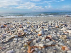 En strand med ett stort antal olika snäckskal utspridda över sanden.
