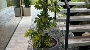 Un escalier avec une rampe en métal, entouré de plantes en pot et bordé d’un chemin de gravier.