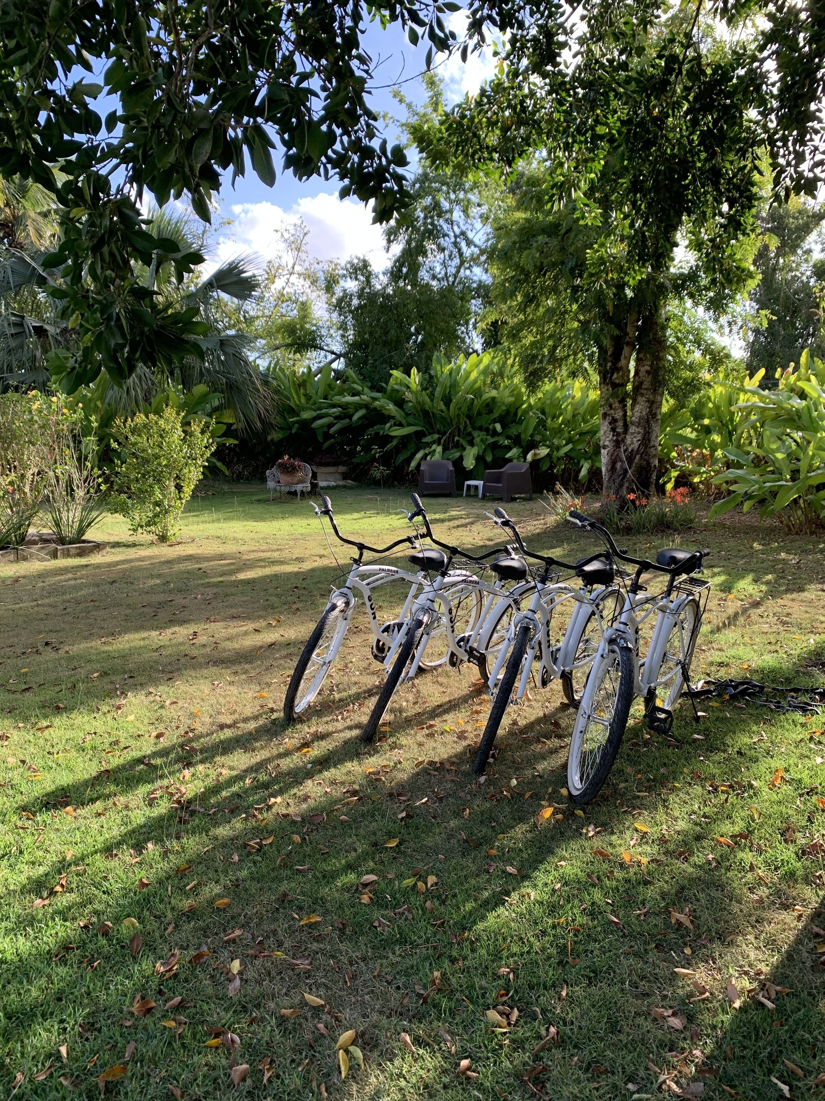 Une rangée de vélos est stationnée sur une pelouse verdoyante, avec des arbres et des plantes en arrière-plan.