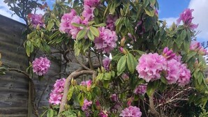 Un jardín con un árbol en flor, una valla de madera y diversos arbustos.