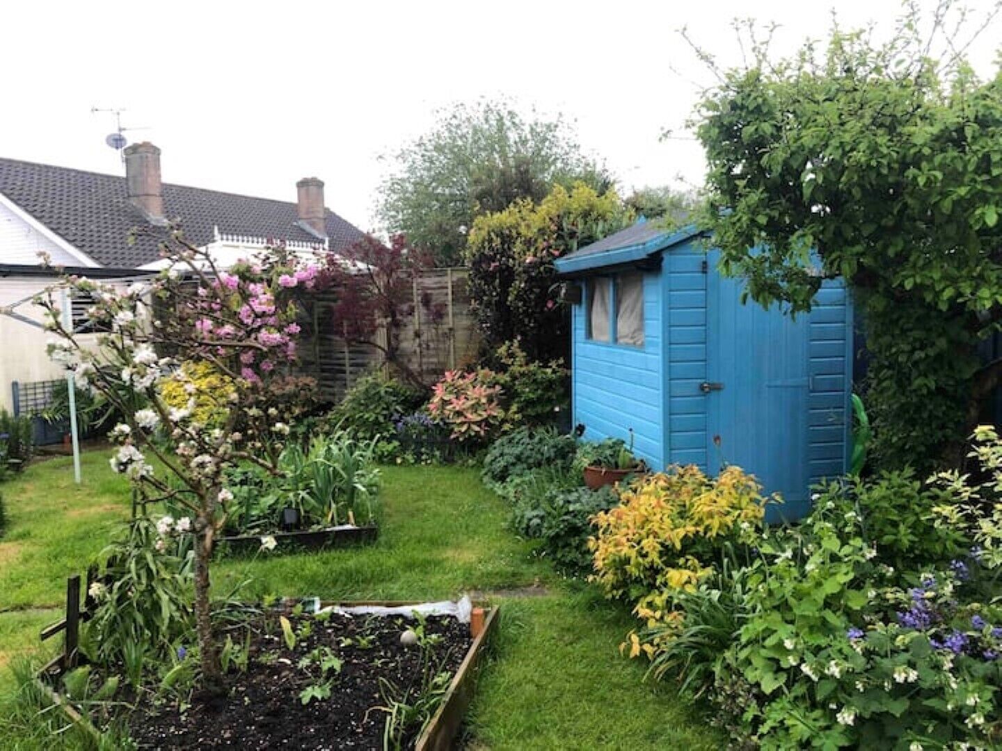 A garden with a blue shed, flowering plants, and a vegetable patch.
