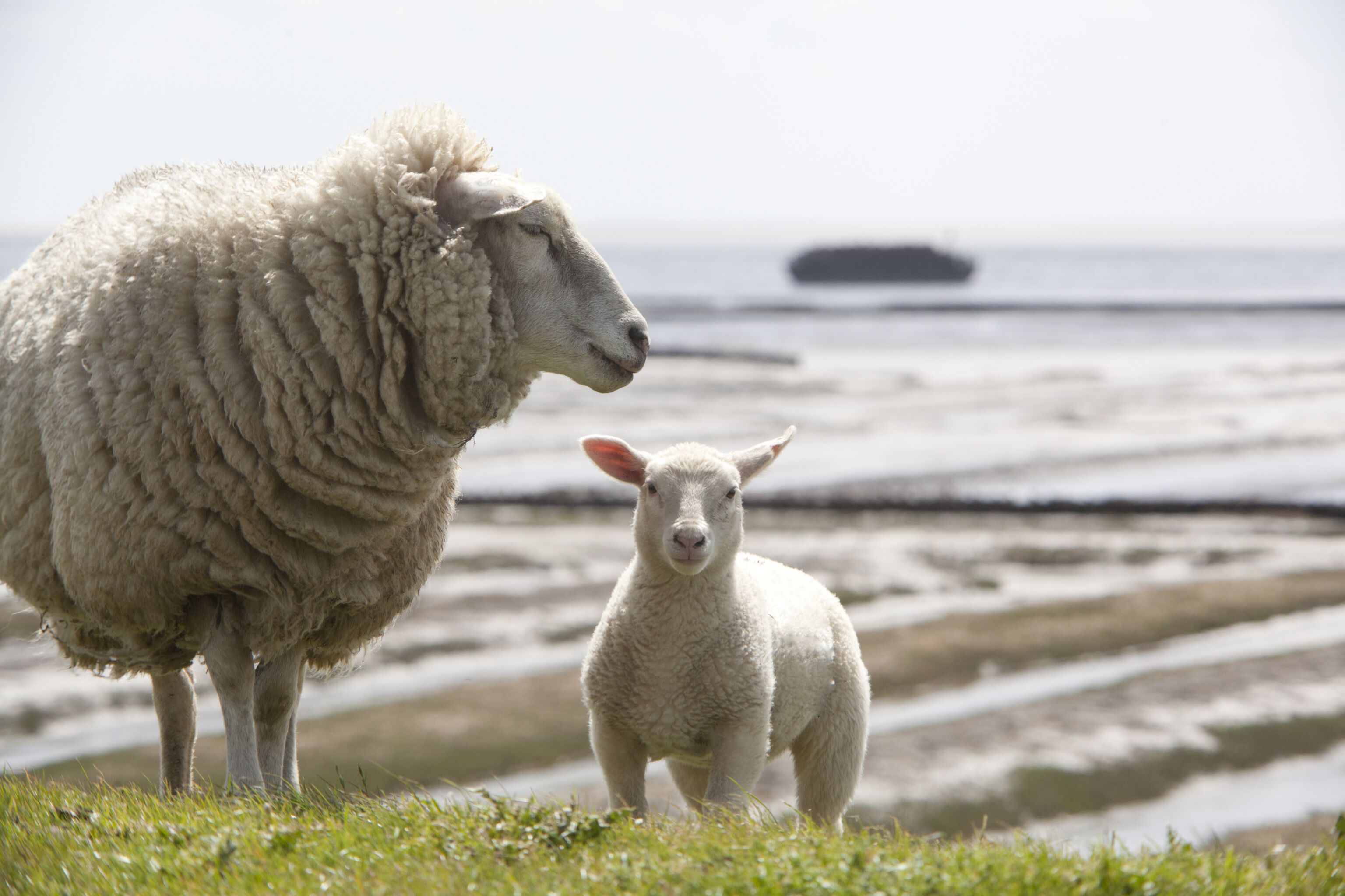 A sheep and its lamb on a grassy area near a body of water.