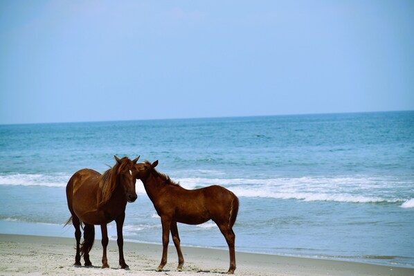 On the beach
