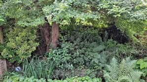 A dense garden with various plants and trees, including ferns and leafy shrubs. - Pilgrims of the Goddess - Cabin (Glastonbury)