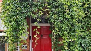 A red door with a small window above it, surrounded by dense green foliage. - Pilgrims of the Goddess - Room 8 (Glastonbury)