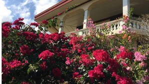 Un edificio de fachada blanca y tejado rojo, rodeado de vibrantes buganvillas rosas.