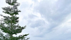 A swimming pool area with a large tree in the foreground, a grassy area, and a building in the background. - Townhouse with a pool, arcade/gaming area and a massage chair! (City of Naga)