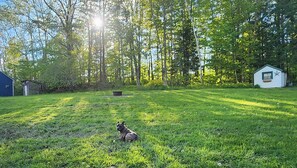 Un chien se trouve dans une cour herbeuse, avec un petit abri de jardin et un bâtiment bleu en arrière-plan.