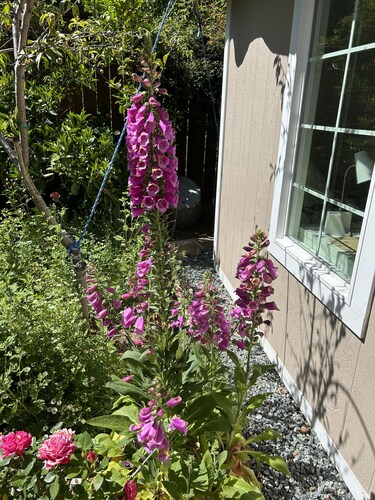 Garden Studio 5 minutes to downtown