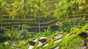 Terraced rice fields with palm trees. - AnandaDara Ubud Resort & Spa (Ubud)