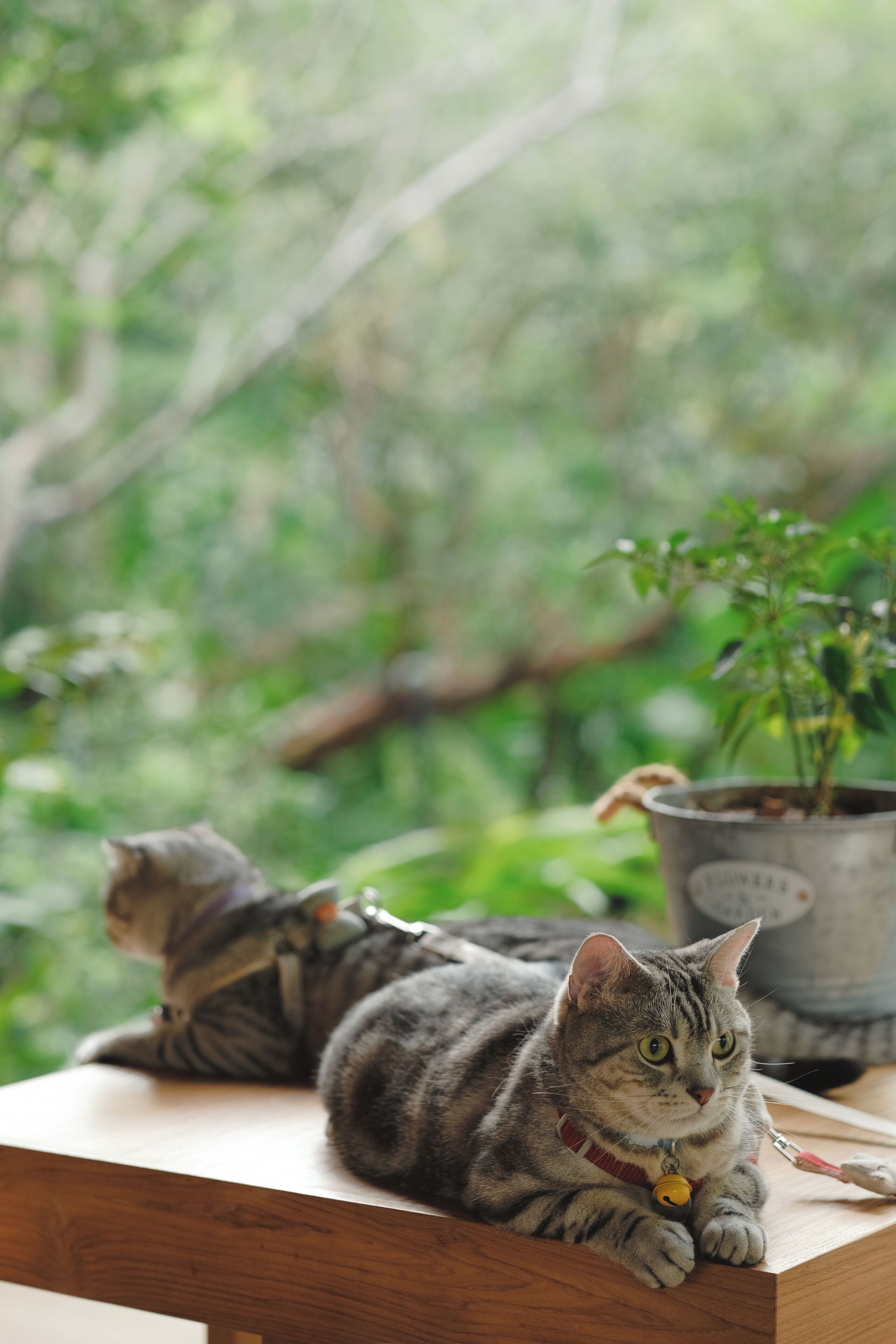 Foto - Proud Phu Fah Muang Chiang Mai