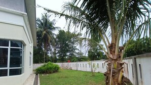 Quintal residencial com uma palmeira, uma pequena área de jardim e um cercado branco.