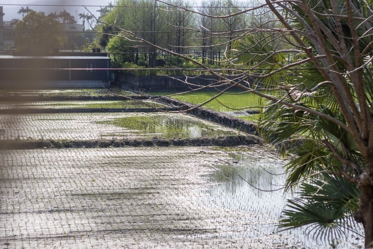 A rice paddy field with water channels and a fence in the background.
