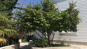 Un mur de pierres avec un petit jardinière et un arbre aux feuilles vertes et à quelques fleurs.