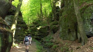 A forested hiking trail with hikers.