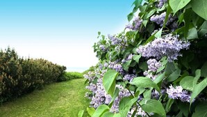 Ein Garten mit üppigem Grün und violetten Blüten.