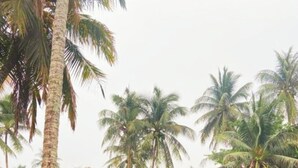 A hammock by a water body, surrounded by palm trees and a building with a traditional design. - Sadakham hotel (Luang Prabang)