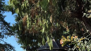 A traditional building with a dark roof and yellow trim, surrounded by lush greenery and flowering plants. - Le Parc du Séquoia : stay in a former apiary (Ostheim)