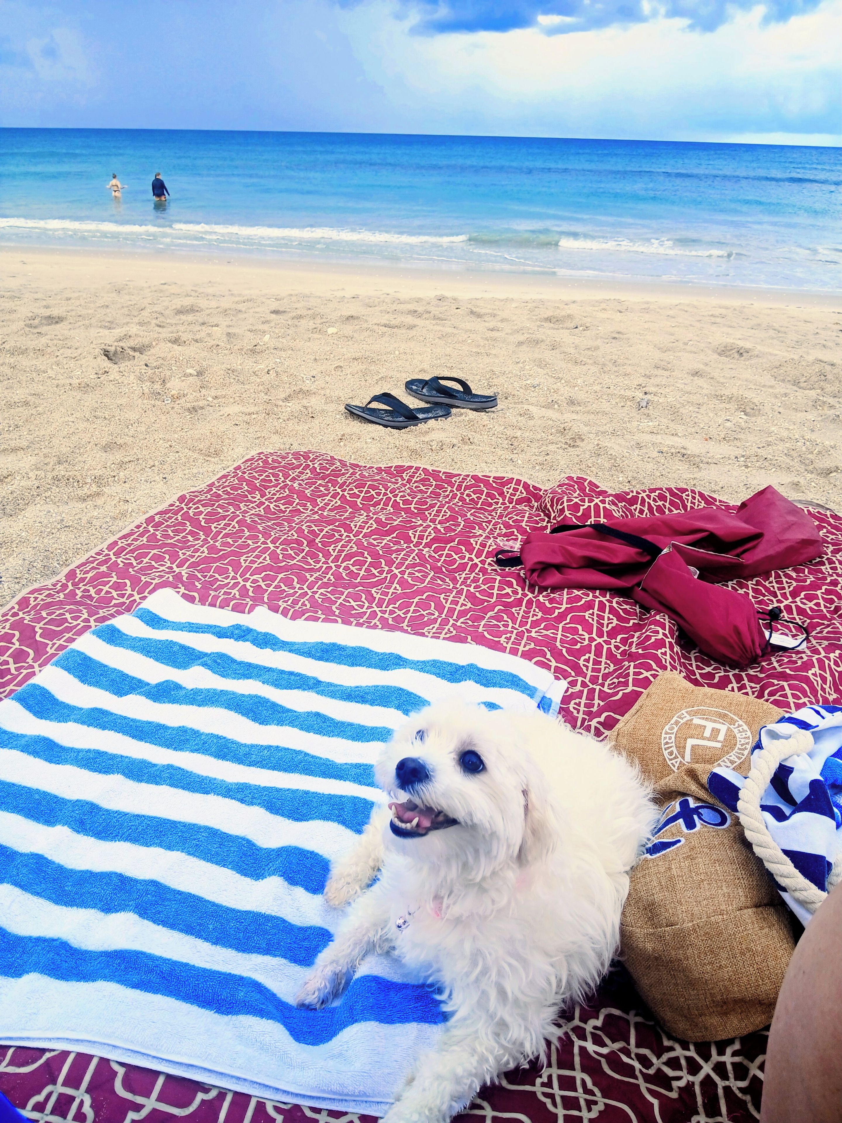 Eine Strandansicht mit einem Hund auf einer Handtuch, einem Paar Flip-Flops und einer Decke.