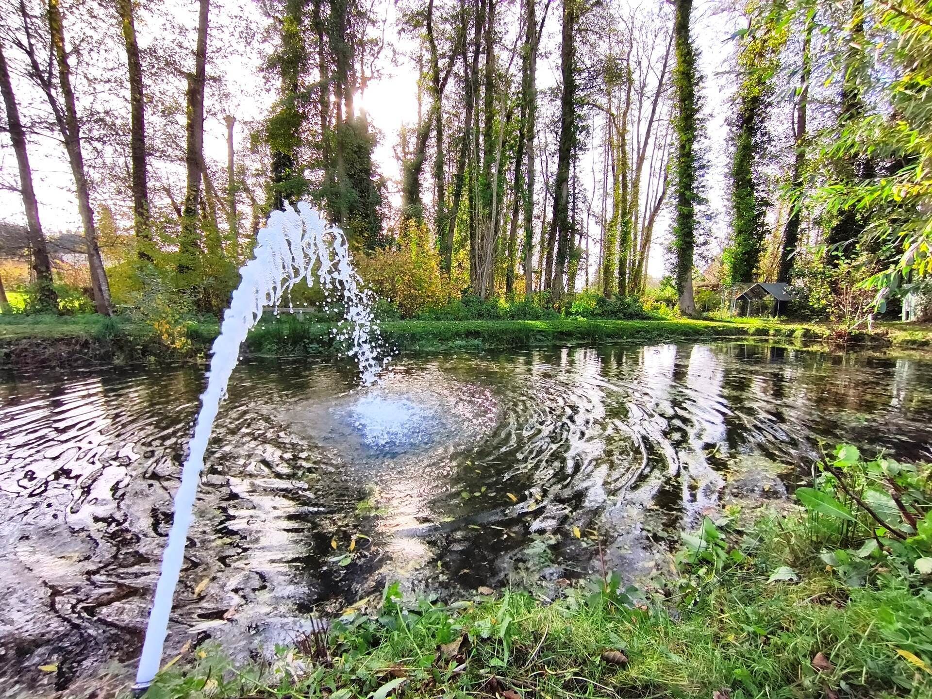 Ein naturbelassener Wasserlauf, umgeben von Bäumen und Grünpflanzen.