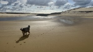 Un perro caminando sobre una playa arenosa con un mar tranquilo y colinas a lo lejos.