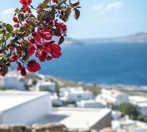 Un pueblo costero con edificios blancos y flores rojas en primer plano.