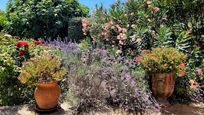 Un jardin agrémenté de différentes plantes et fleurs en pot.