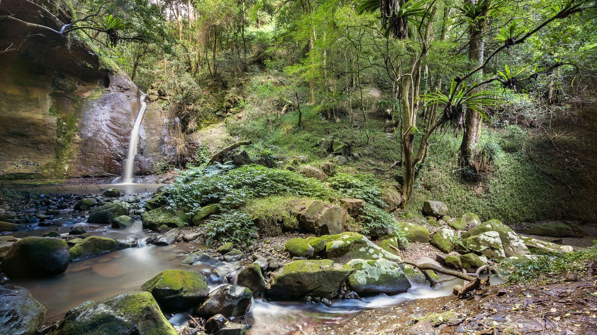 A natural forest stream with rocks and moss, surrounded by dense greenery and trees.