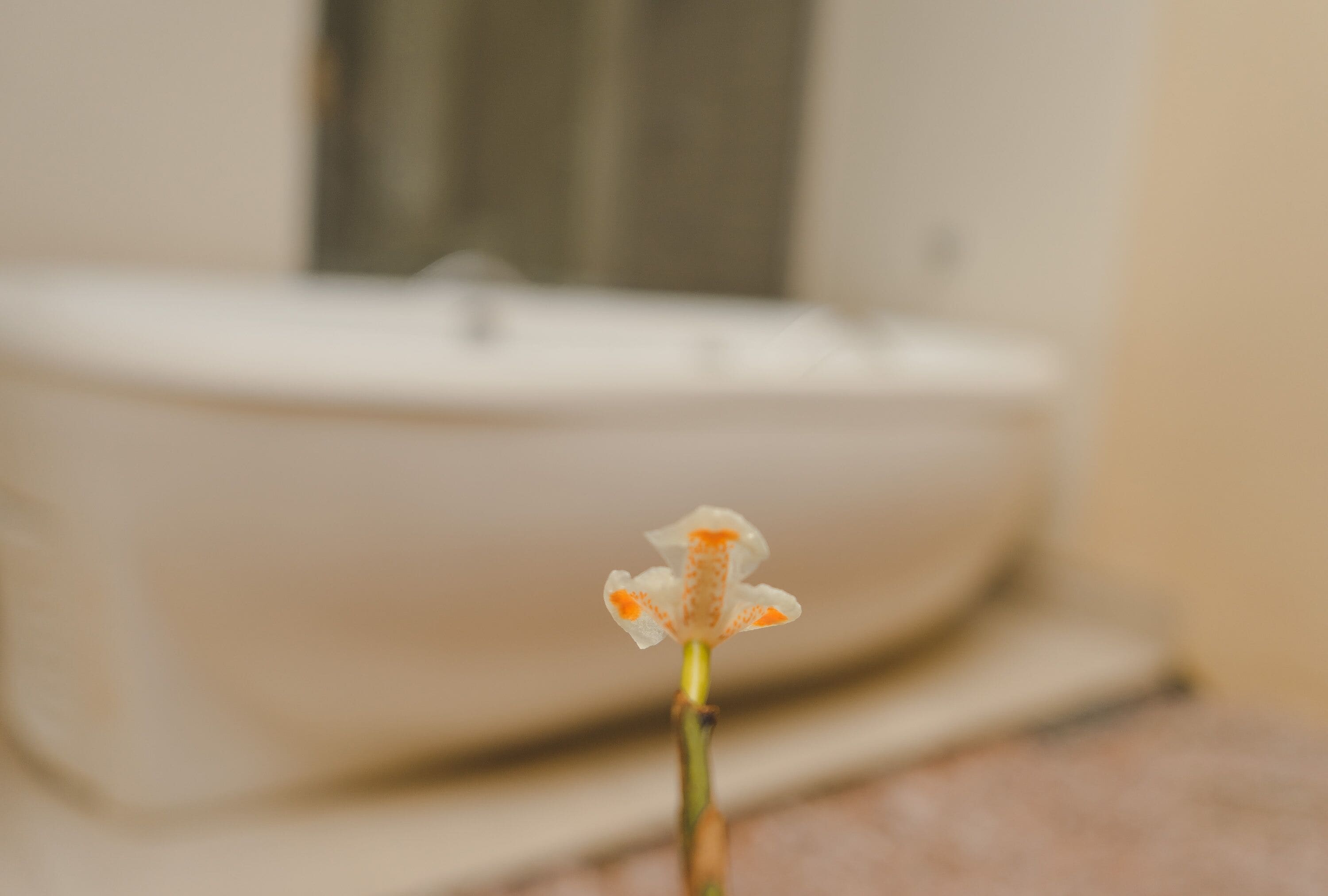 Un gros plan d’une fleur sur un arrière-plan flou.