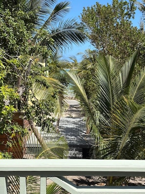 A pathway surrounded by lush greenery and palm trees, leading to a building.