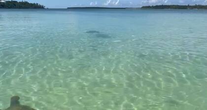 Steps to Cocoa Bay & hand feeding wild turtles and rays ,