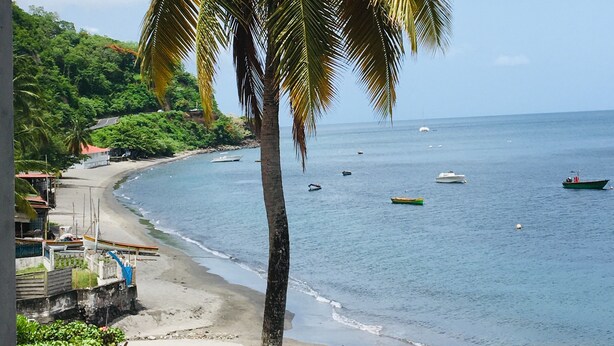 Vista costera con playa, embarcaciones y una palmera.
