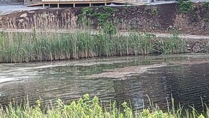 Una cabaña de madera con un porche, ubicada junto a un río con altas hierbas y árboles al fondo.