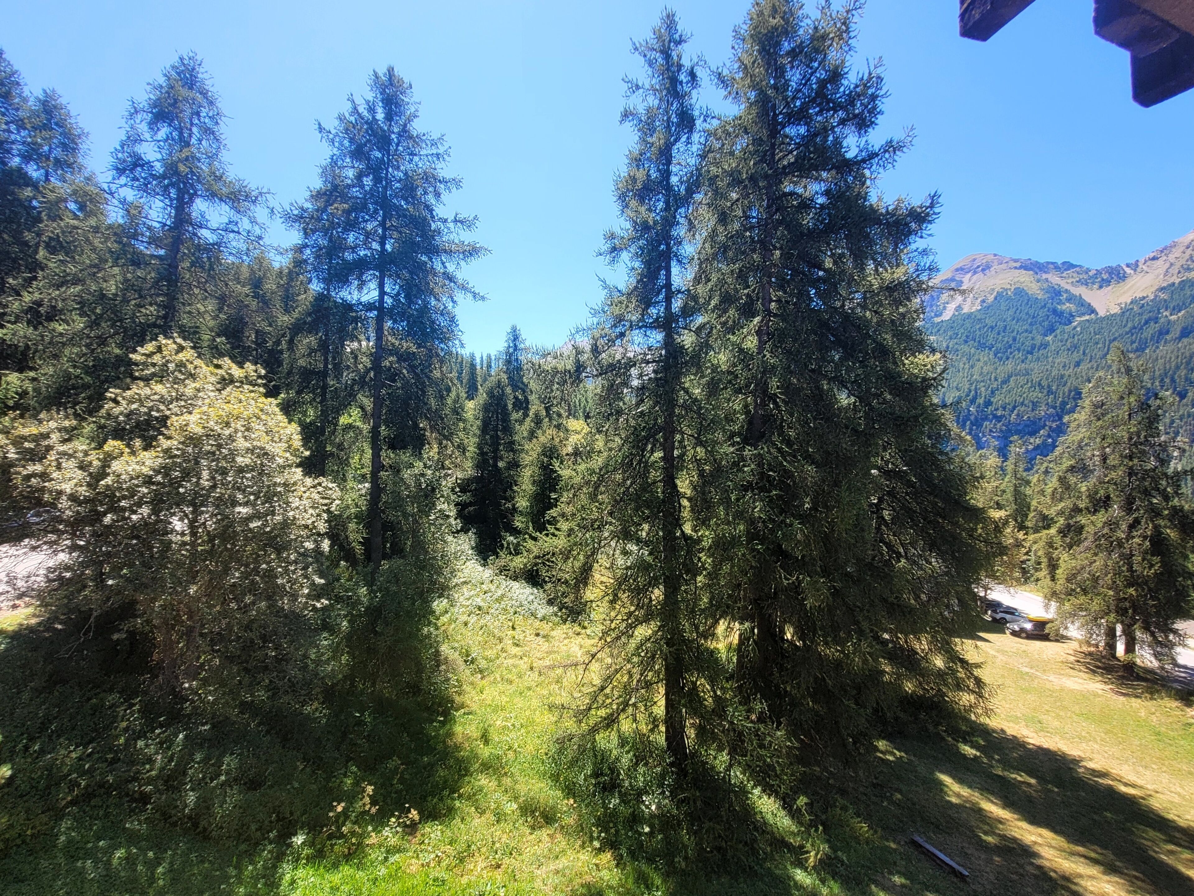 A forested area with tall evergreen trees and a clear sky.