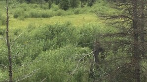 A forested landscape with dense trees and a grassy meadow. - Wet mountain  (Rye)