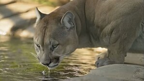 Ein großes Raubtier, möglicherweise ein Puma, trinkt Wasser aus einem Becken.