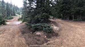 Ein schmaler, unbefestigter Weg, umgeben von dichtem Wald.