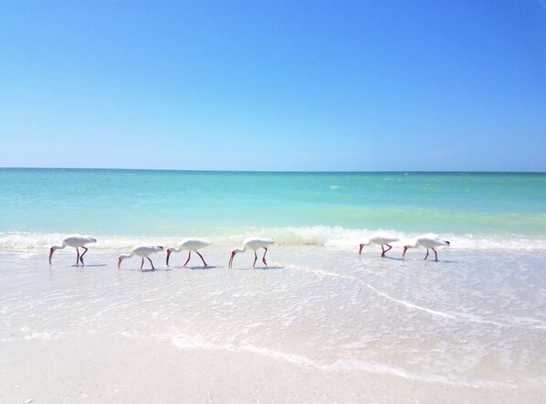 Enjoy a serene beach experience with calm waters and abundant wildlife.